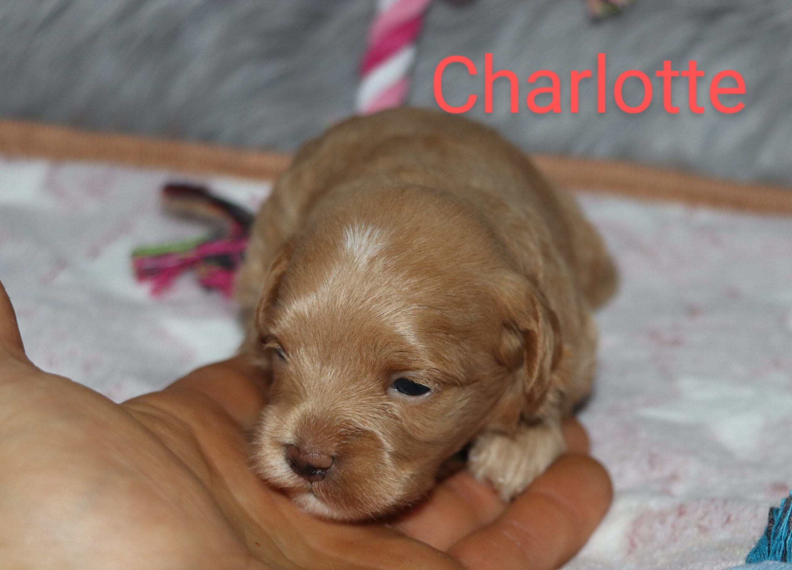 Charolette