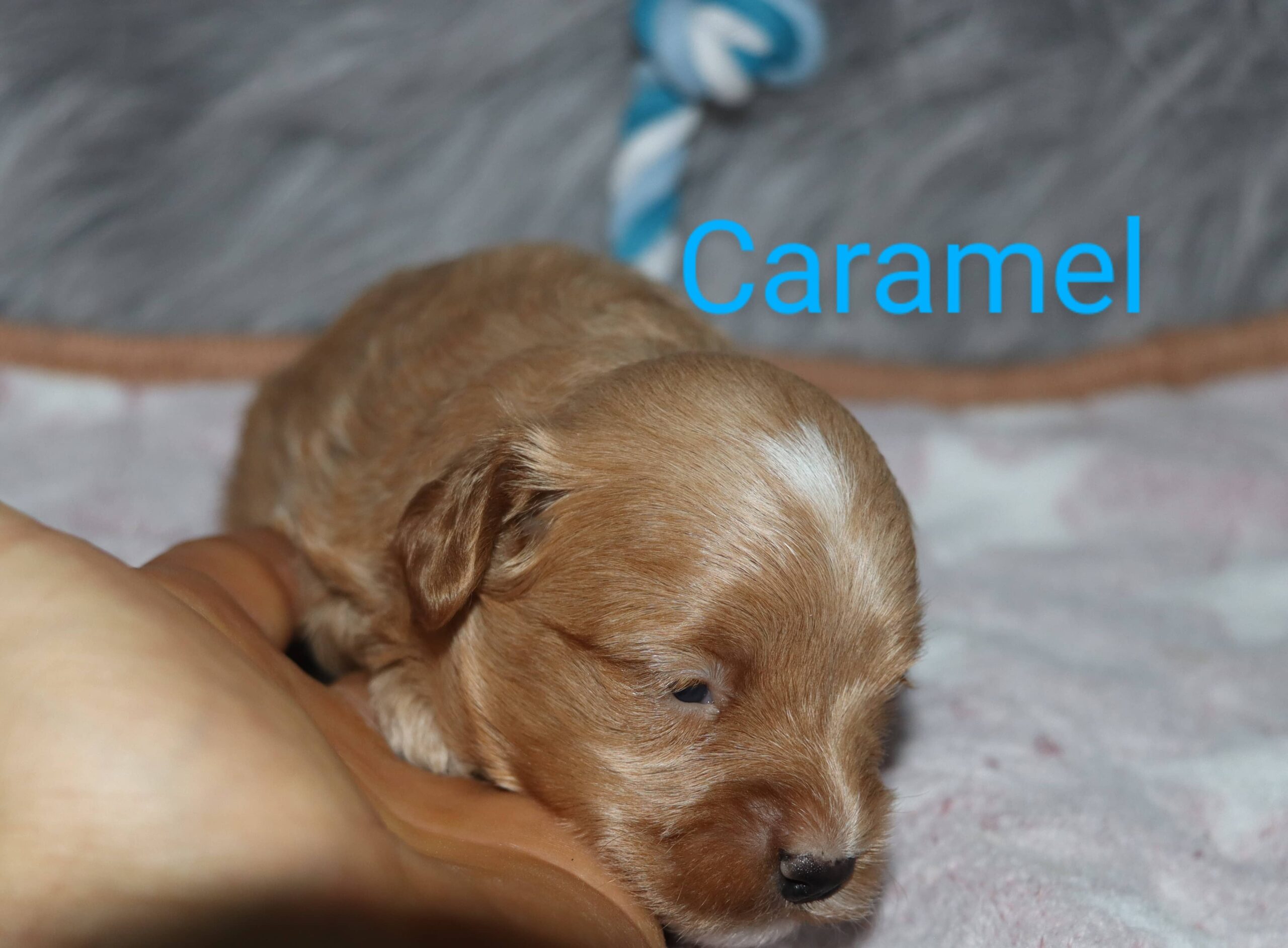 Caramel