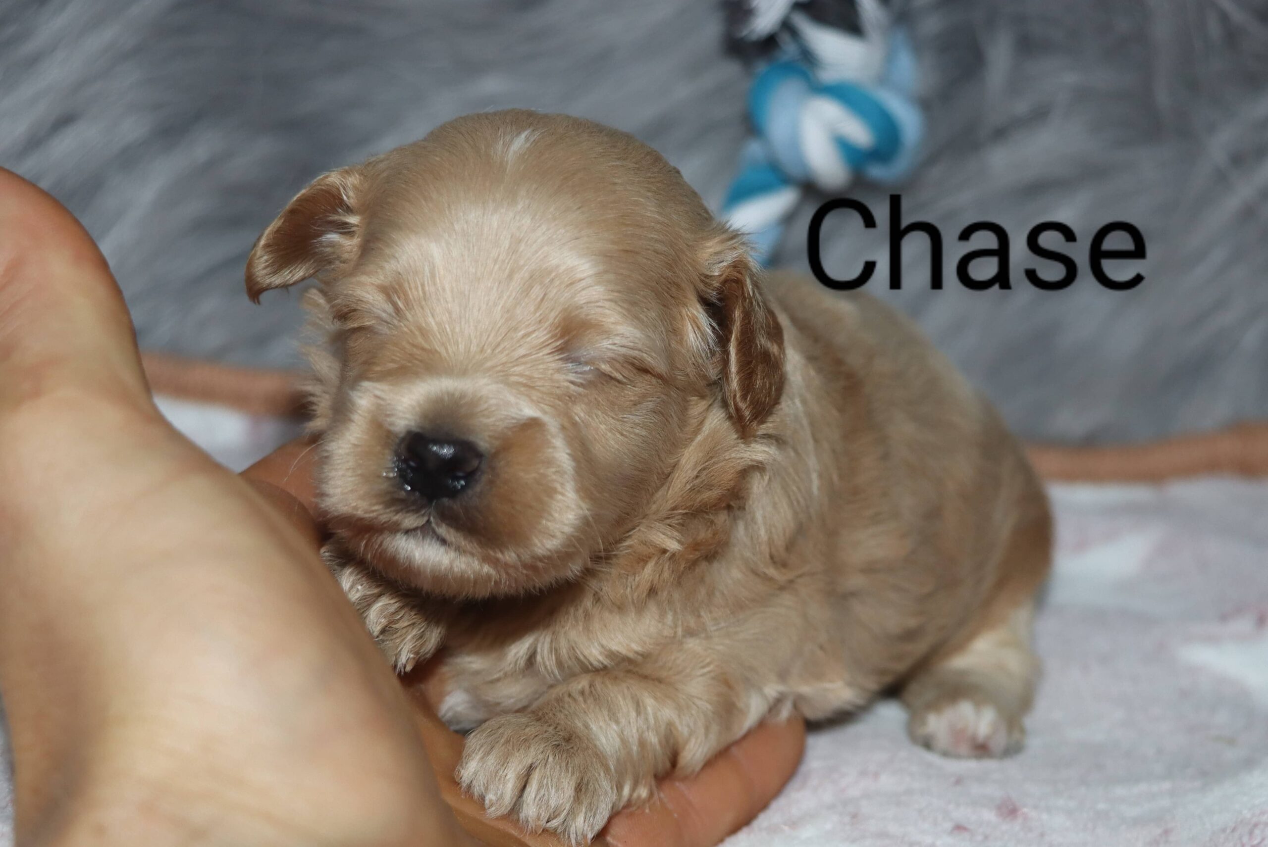 Chase