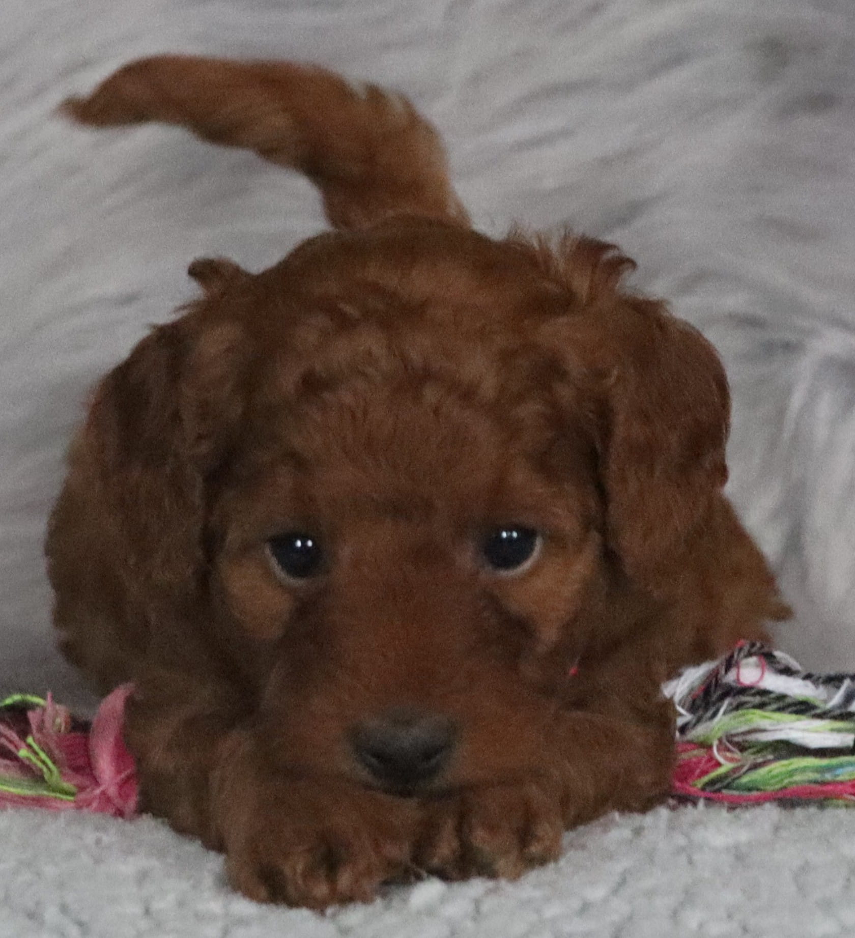 Cinnamon