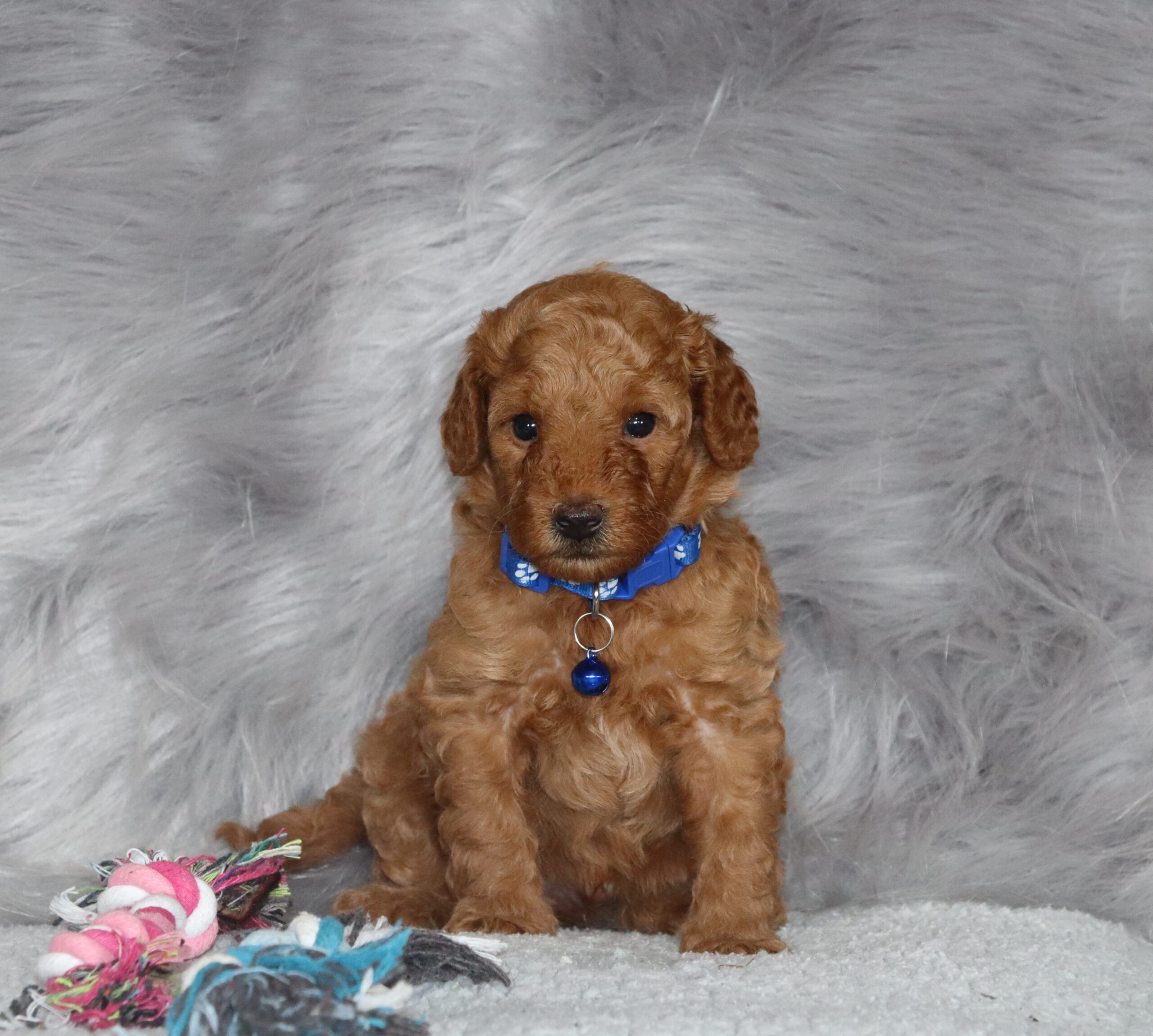 Cooper